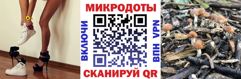 Псилоцибиновые грибы Psilocybe  Купить закладки  Венёв 